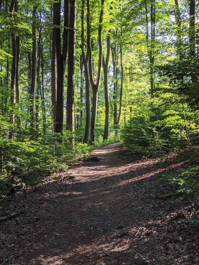 Dense forest restoration area with young saplings and mature trees along a walking path